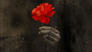 Hadestown - a single red flower held in a hand against a dark background